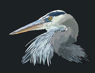 Drawing great blue heron head, long beak, art.illustration, vector