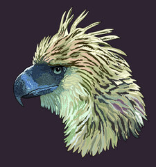 Drawing philipina eagle head, predator, art.illustration ,vector