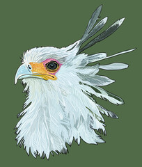 Drawing secretary bird head, beautiful, rare, art.illustration, vector