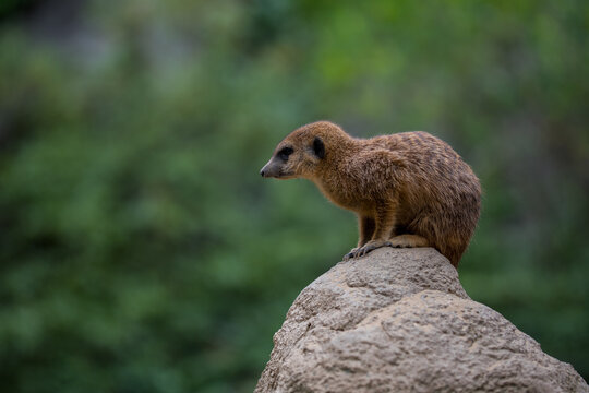 Selective focus shot of a meerkat on rock