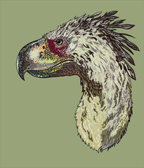 Drawing terror bird head, predator, art.illustration, vector