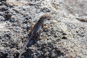 Brown Anole (Anolis sagrei) on rock