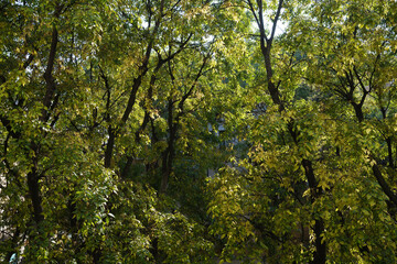 Hackberries at October in Milan