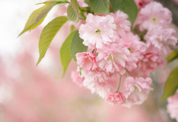 Blossoming sakura tree, pink flower buds close-up. Cherry. Floral spring background