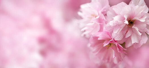 Blossoming sakura tree, pink flower buds close-up. Cherry. Floral spring background. Banner copy space