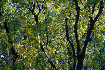 Fototapeta premium Hackberries at October in Milan