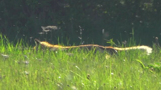 One fox runs in the grass in the meadow in the morning.
