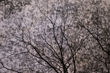 Branches with the sky in background