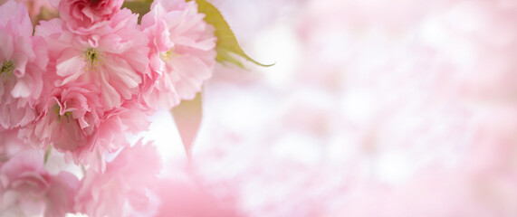 Fototapeta na wymiar Blossoming sakura tree, pink flower buds close-up. Cherry. Floral spring background. Banner copy space