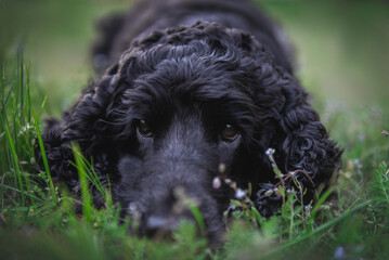 Portrait of black white cocker spaniel, hunting dog in black color