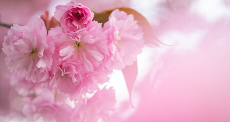 Blossoming sakura tree, pink flower buds close-up. Cherry. Floral spring background