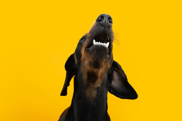 Funny dachshund puppy dog looking up showing its tooth. Isolated on yellow background