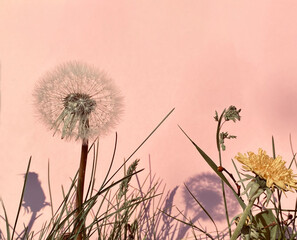 Löwenzahn, Blüte, Pusteblume und Grashalme vor rosa  Hintergrund. Pusteblume wirft Schatten auf Wand