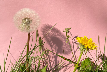 Löwenzahn, Blüte, Pusteblume und Grashalme vor rosé  Hintergrund. Pusteblume wirft Schatten auf Wand