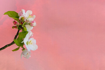 Profil von einem Blütenast mit weißen- und rosafarbenen Blütenblättern und grünen zarten...