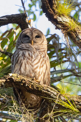 Barred owl (Strix varia) at Myakka River State Park, Sarasota County, Florida