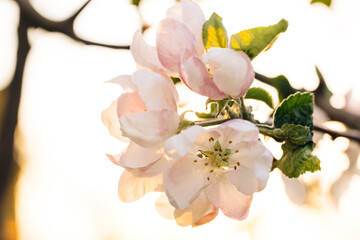 Tranquil garden scene with romantic sunbeams falling on apple flowers. White tree flowers blooming against bright golden sun. Beautiful apple tree blossoming view with charming blue sky