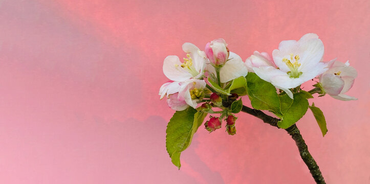 An Ast wei&szlig; und zartrosa Bl&uuml;ten und Knospen, Hintergrund  rosa, Querformat mit Platz f&uuml;r Text