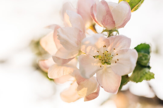 Blooming Apple Flowers and Sun flares Spring Awakening. Camera movement along the Apple branches with a shallow depth of field