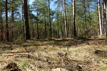 Pine (Pinus, Pinoideae) forest  under a blue spring sky (horizontal), Sahlenburg, Lower Saxony, Germany