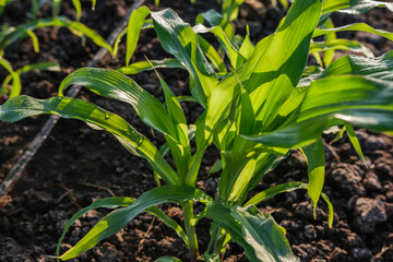 young green maize corn in the agricultural cornfield wets with dew in the morning, animal feed agricultural industry, low angle shot