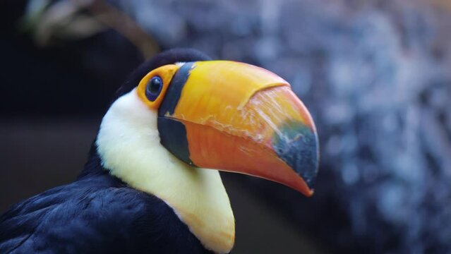 Ramphastos toco. Common or giant toucan sitting, turning head, looking around. Exotic tropical bird with black body plumage, white chest, huge beak. Close up. Birdwatching, zoo, wildlife