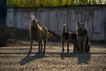 Russia, South of Western Siberia. A dogs of an unknown breed is resting carelessly in the rays of the morning sun.