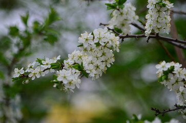blooming tree