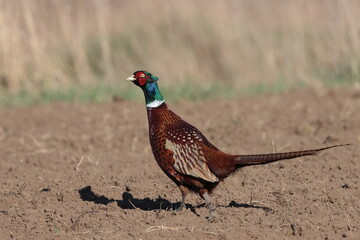 pheasant male in the field