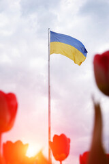 Flag of Ukraine on a high flagpole isolated against a blue sky and red tulips in the foreground. Symbols of Ukraine. Sun rays. The concept of freedom of an independent free country.