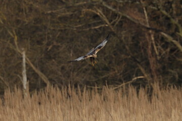marsh harrier bird, moor buzzard