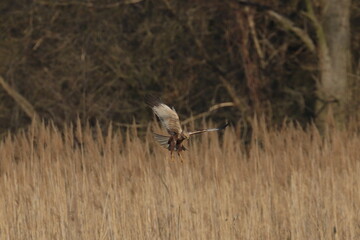 marsh harrier bird, moor buzzard