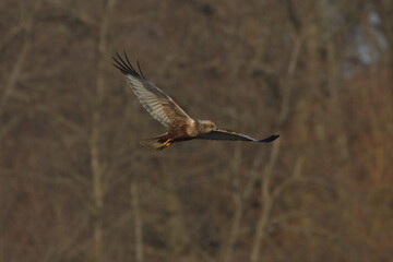 marsh harrier bird, moor buzzard