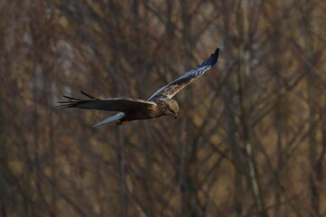 marsh harrier bird, moor buzzard