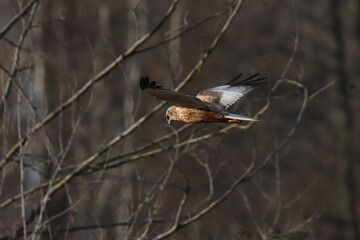 marsh harrier bird, moor buzzard