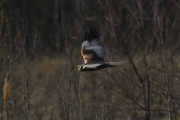 marsh harrier bird, moor buzzard