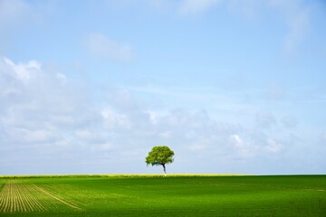 Lonely tree against blue sky, with green fields