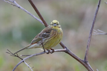 bunting bird, yellowhammer
