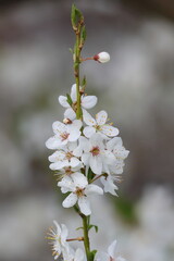 cherry blossom on a branch
