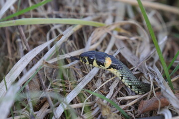 snake in grass