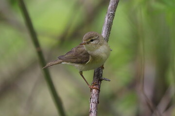 Willow Warbler bird, Phylloscopus trochilus