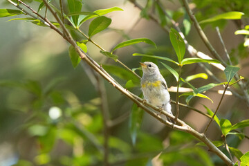 Tiny songbird in Myakka River State Park, Sarasota County, Florida