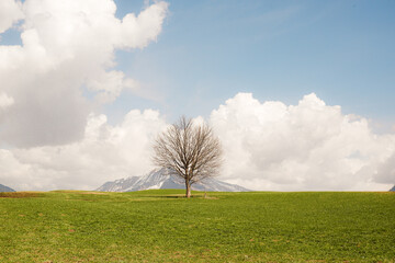 One lonely tree in the grassland