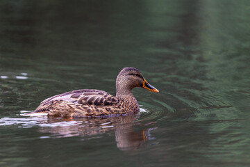 Closeup shot of a cute duck swimming in a pond