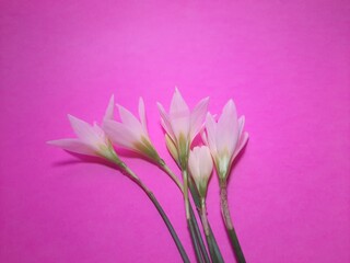 Chocolate flowers on pink paper