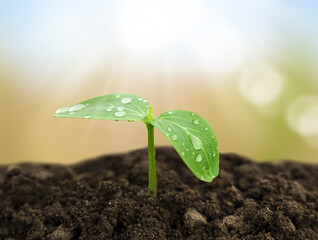 Seedling of a young green plant in dew drops