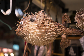 Dried puffer fish at the market © Andrea Izzotti
