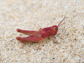 Field Grasshopper