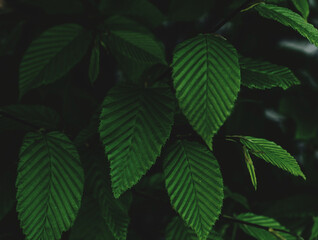 Fototapeta na wymiar Green fresh leaves of hornbeam tree, abstract nature background and texture