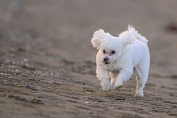Piccolo cane bianco isolato che corre libero in spiaggia - 503690915